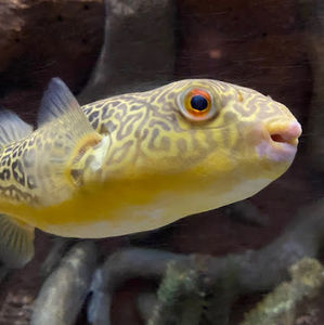 Meet your Posher, Melanie